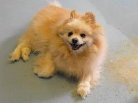 Teddy